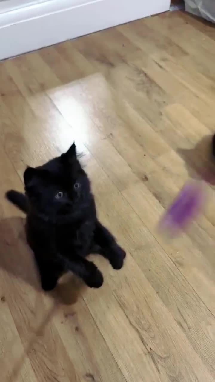 Mixed Breed cats for sale: !! READY NOW!!  Adorable Ragdoll Kittens Mix  - Video 4
