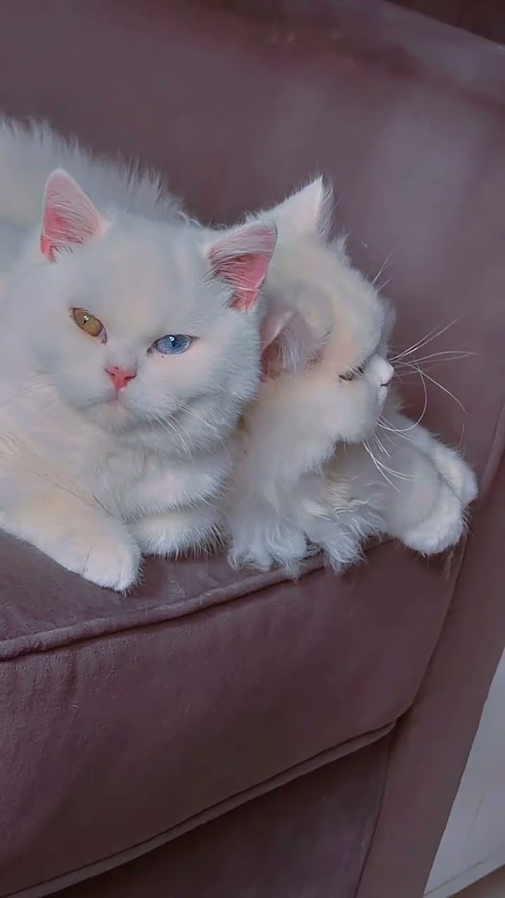 Brazilian Shorthair cats for sale: Rare odd eye fluffy male  - Video 5