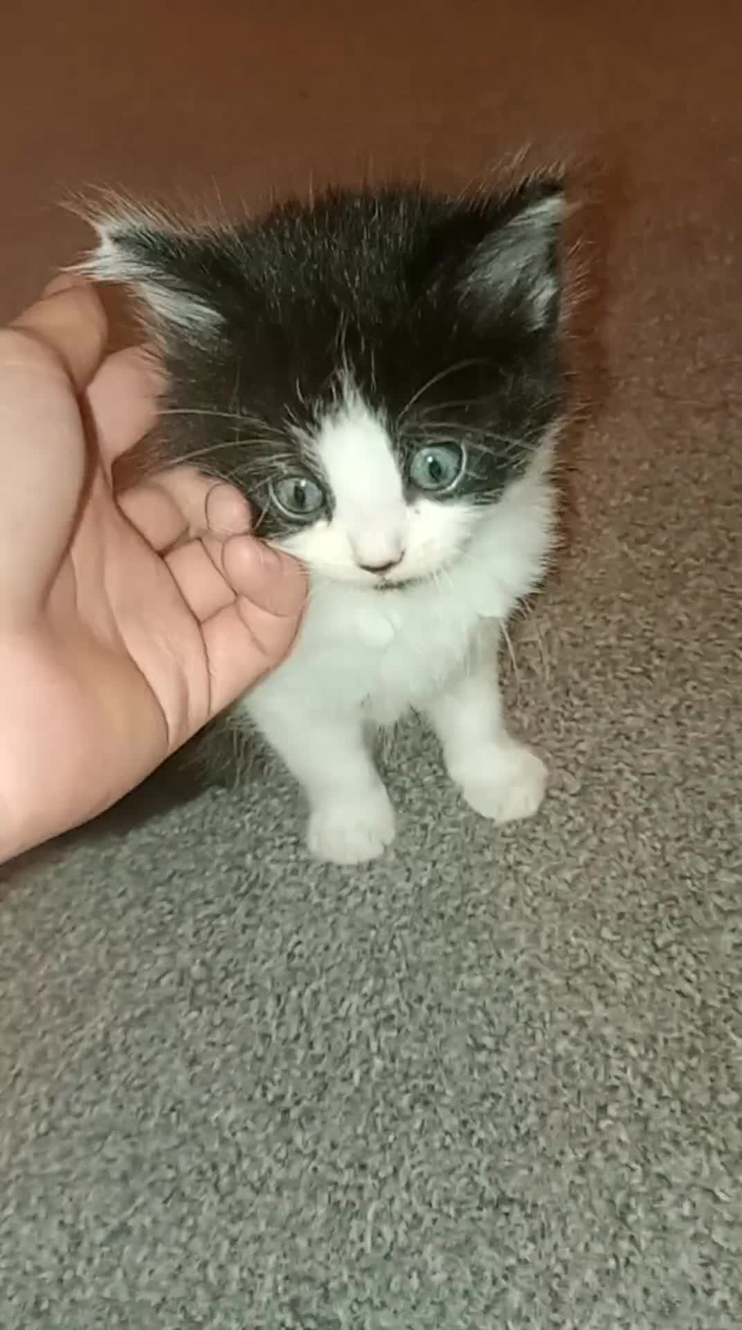 Bombay cats for sale: BSHxRagdoll🐈‍⬛ - Video 1