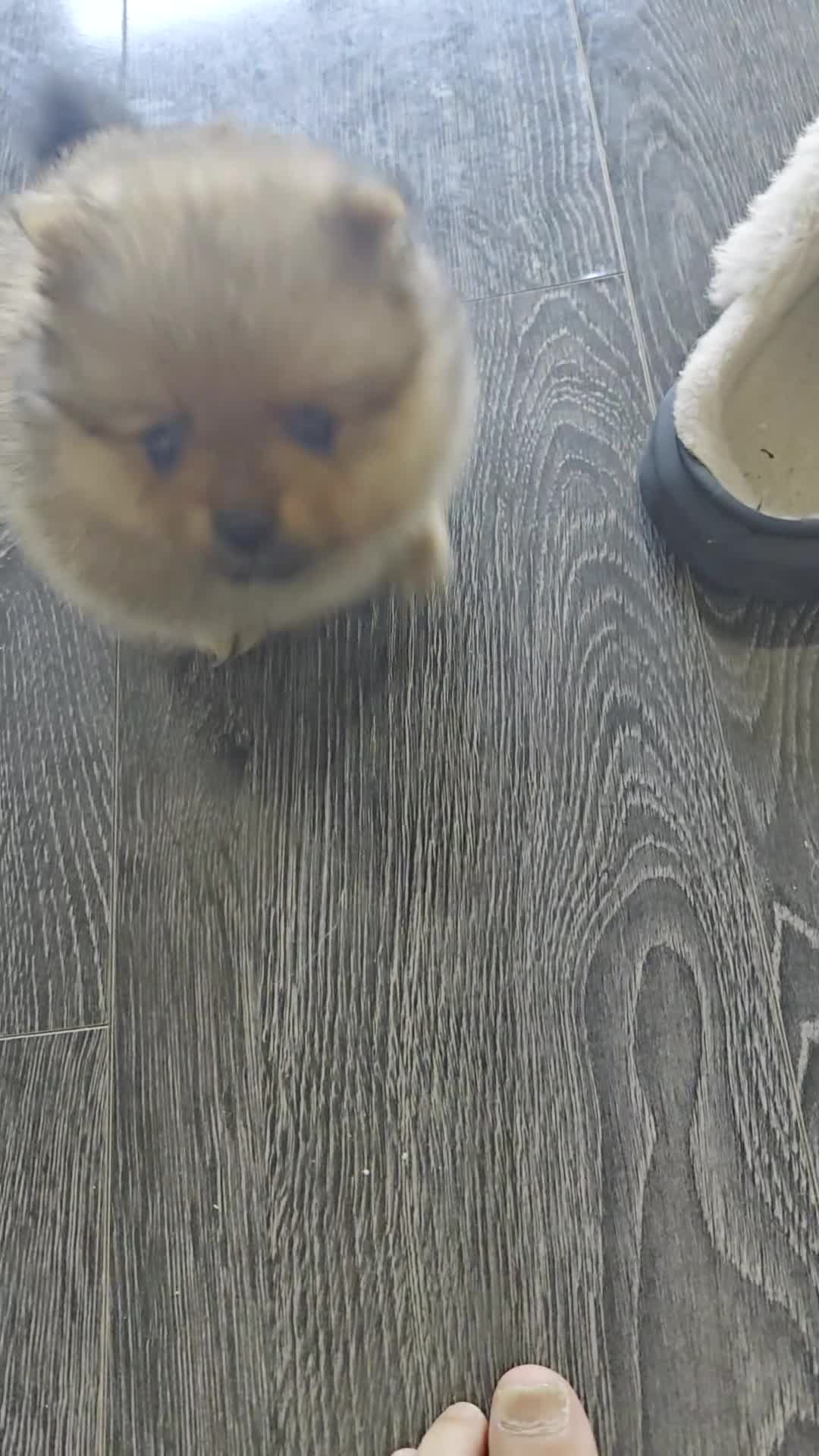 Pomeranian dogs for sale: 2 gorgeous Pomeranians  - Video 2