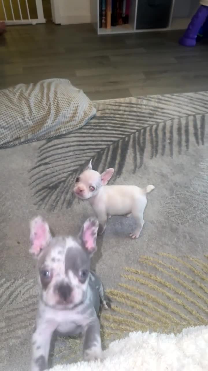 French Bulldog dogs for sale: 2 KC Reg’d French Bulldog Pups For Sale Left - Video 2