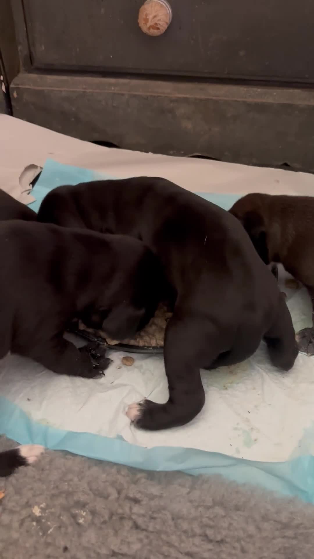 Mixed Breed dogs for sale: Adorable Puggle x patterdale - Video 1