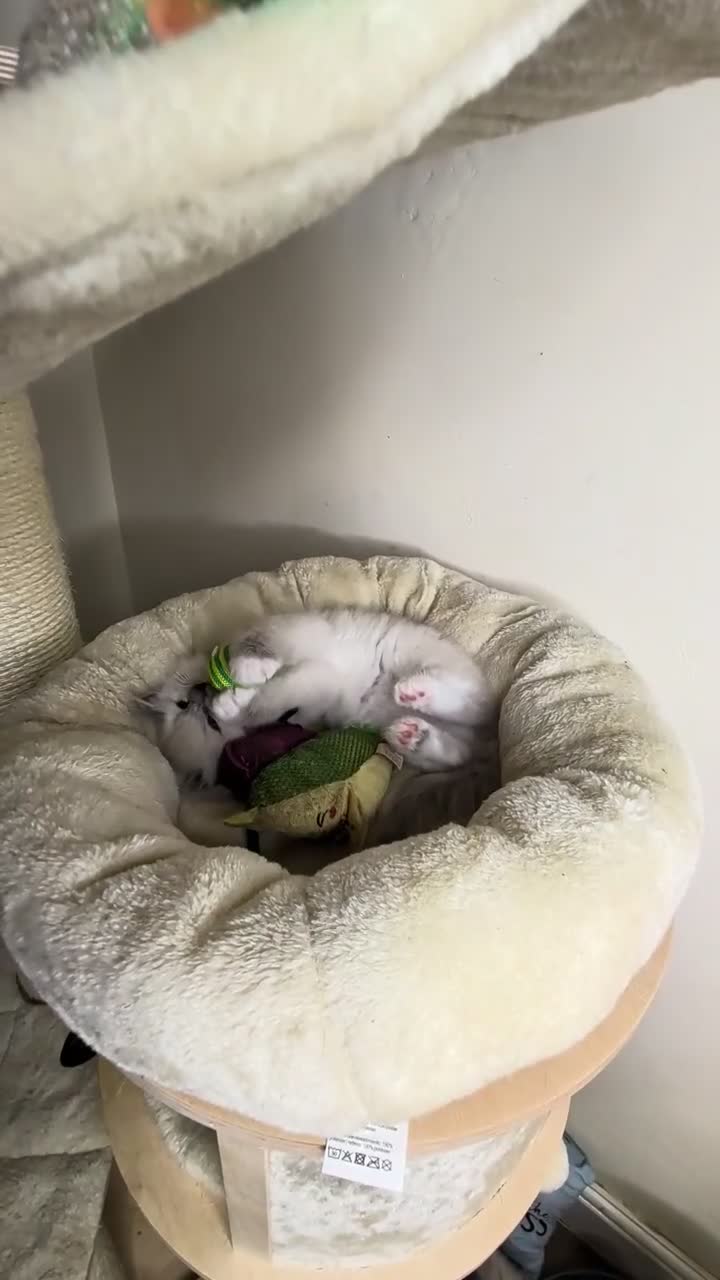 Ragdoll cats for sale: 🏆Tica Registered kittens from EU champion lines🏅 - Video 3