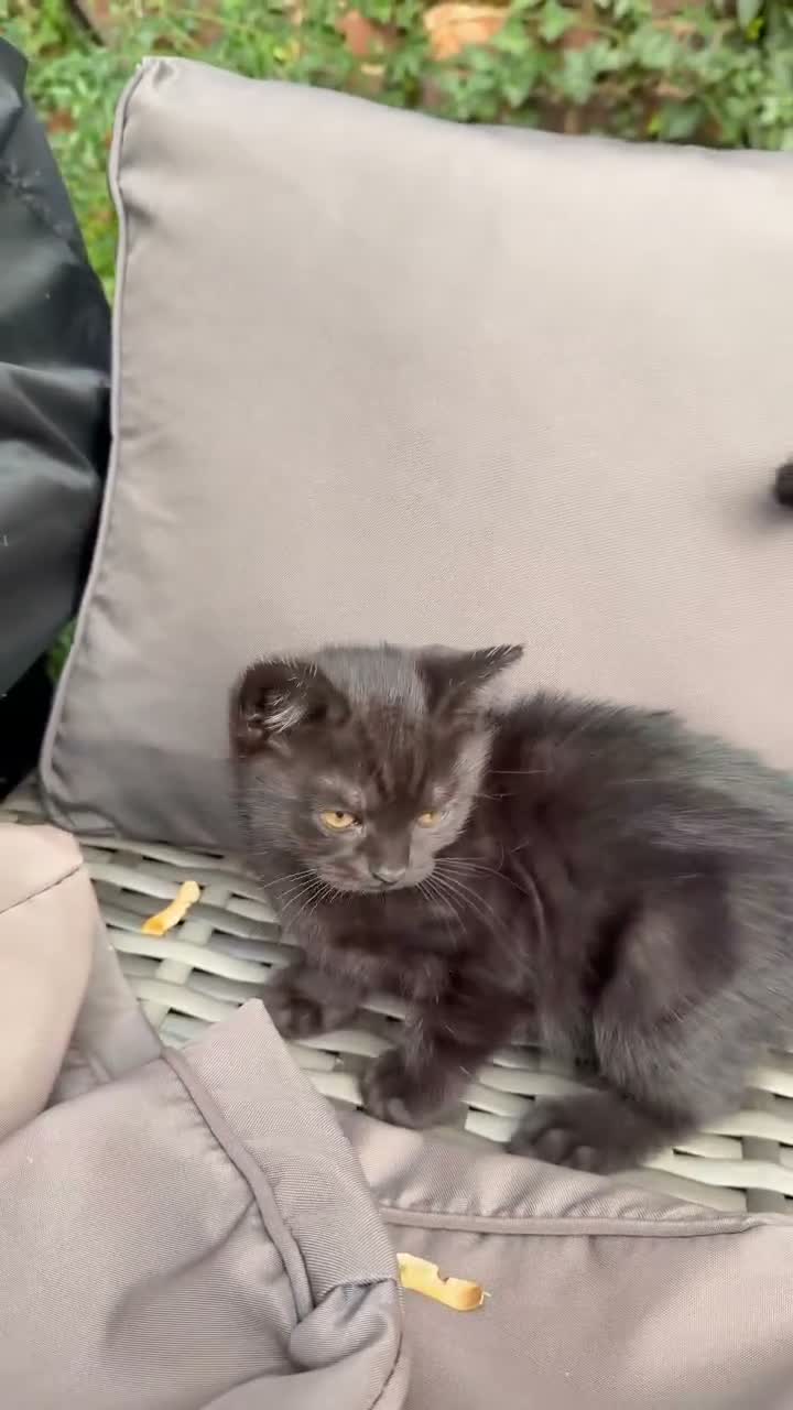 Mixed Breed cats for sale: 3 Adorable Scottish Fold Cross Kittens - Video 3