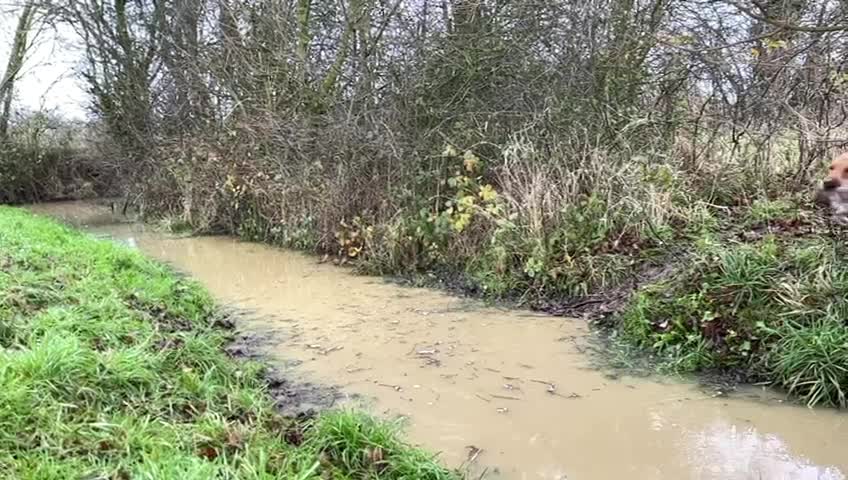 Labrador Retriever dogs for stud: Kc reg,Fully health tested Labrador stud suffolk in Eye - Video 1