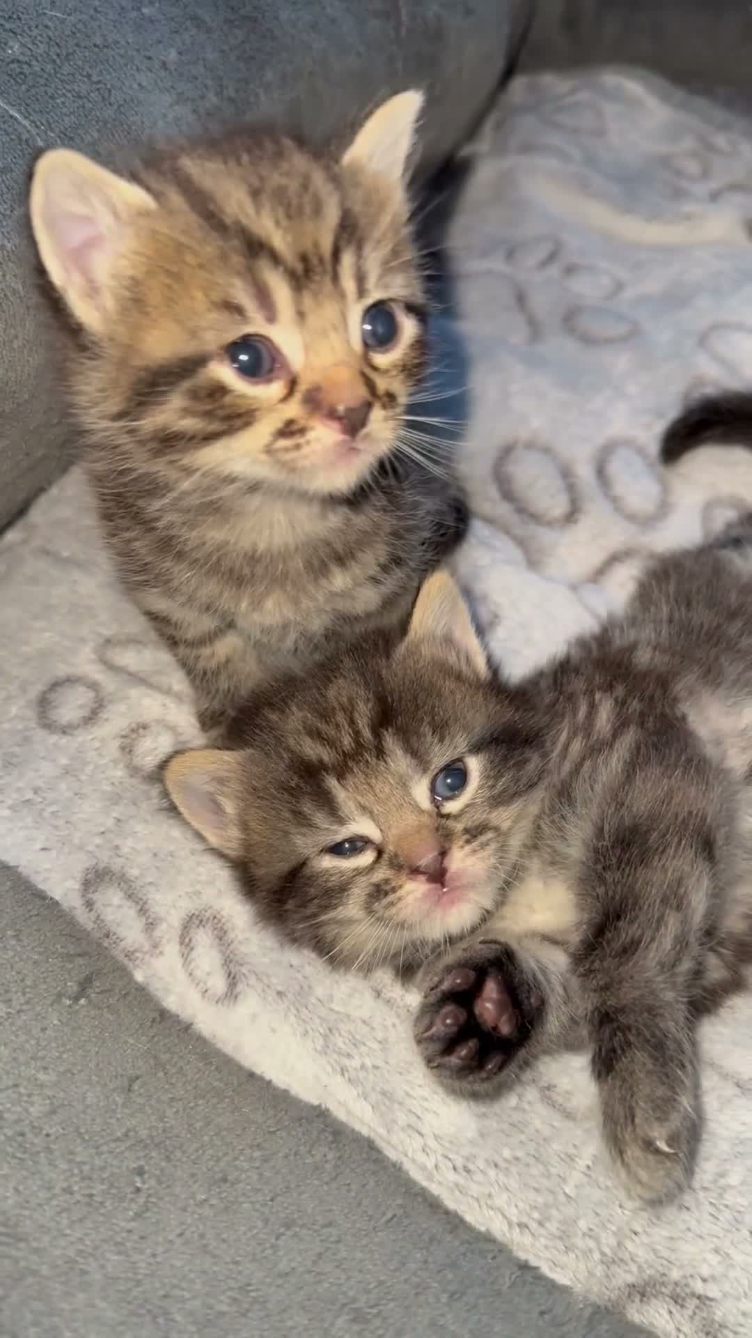 Bengal cats for sale: Beautiful Bengal X Tabby X kittens  in Dunfermline - Video 1