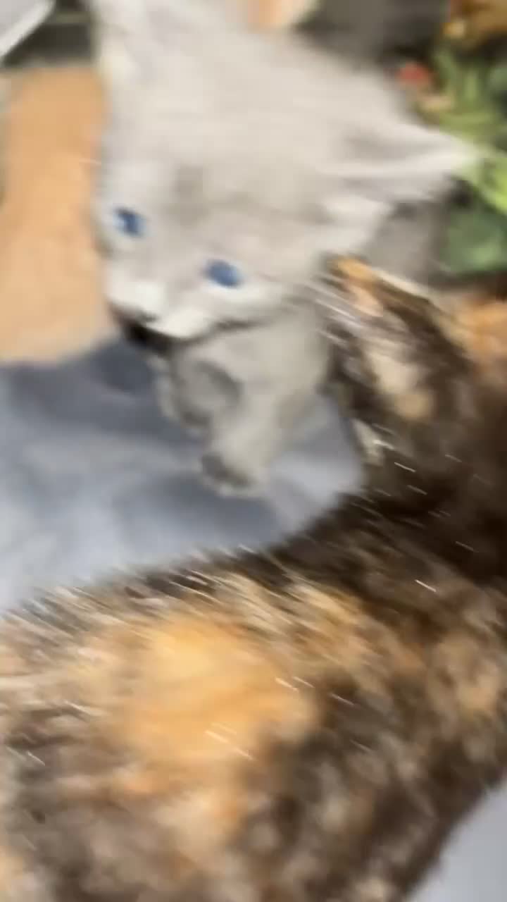 Mixed Breed cats for sale: Babies ready now ‼️ - Video 5