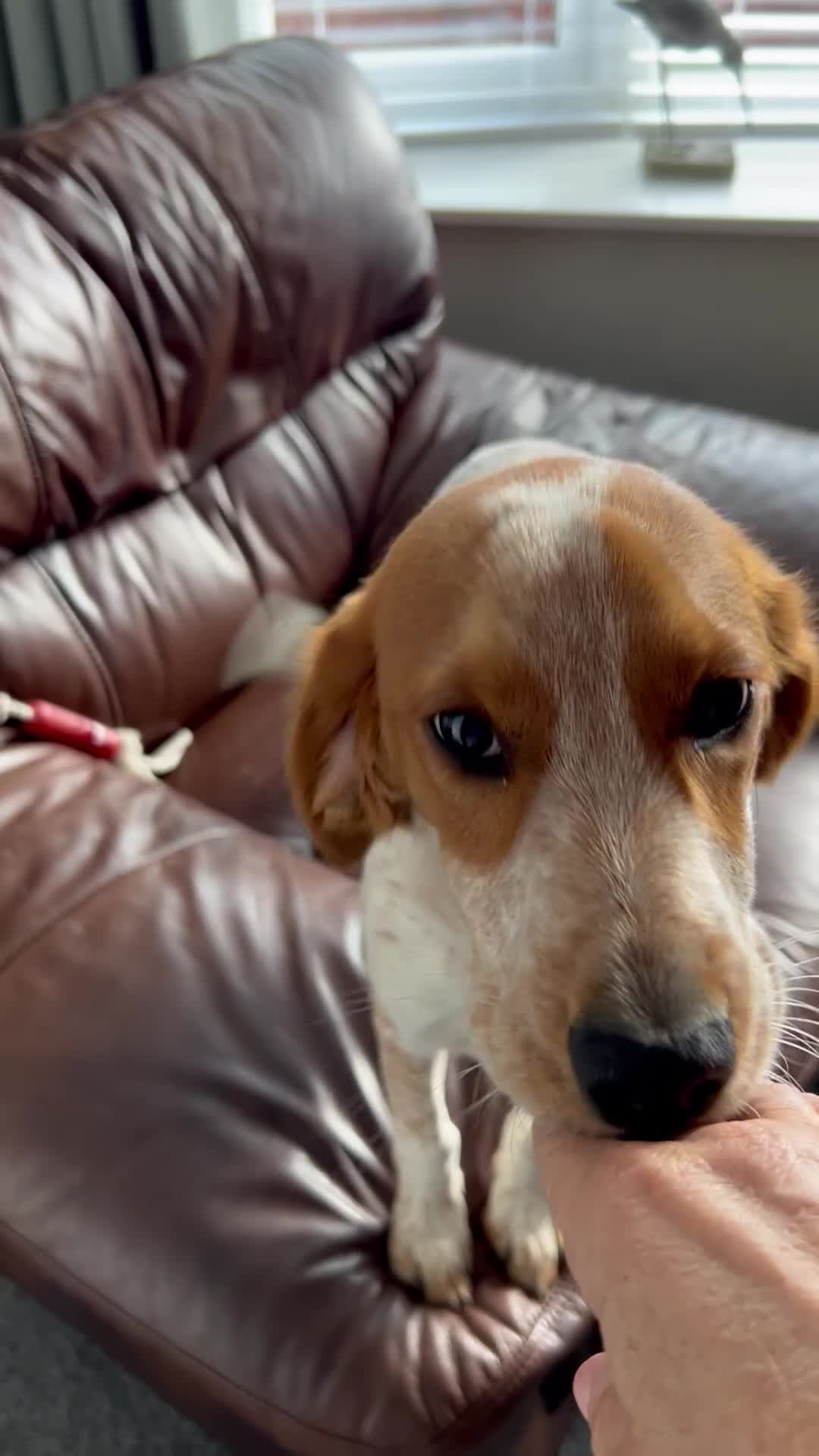 Mixed Breed dogs for sale: 7 months old cocker x bitch - Video 1