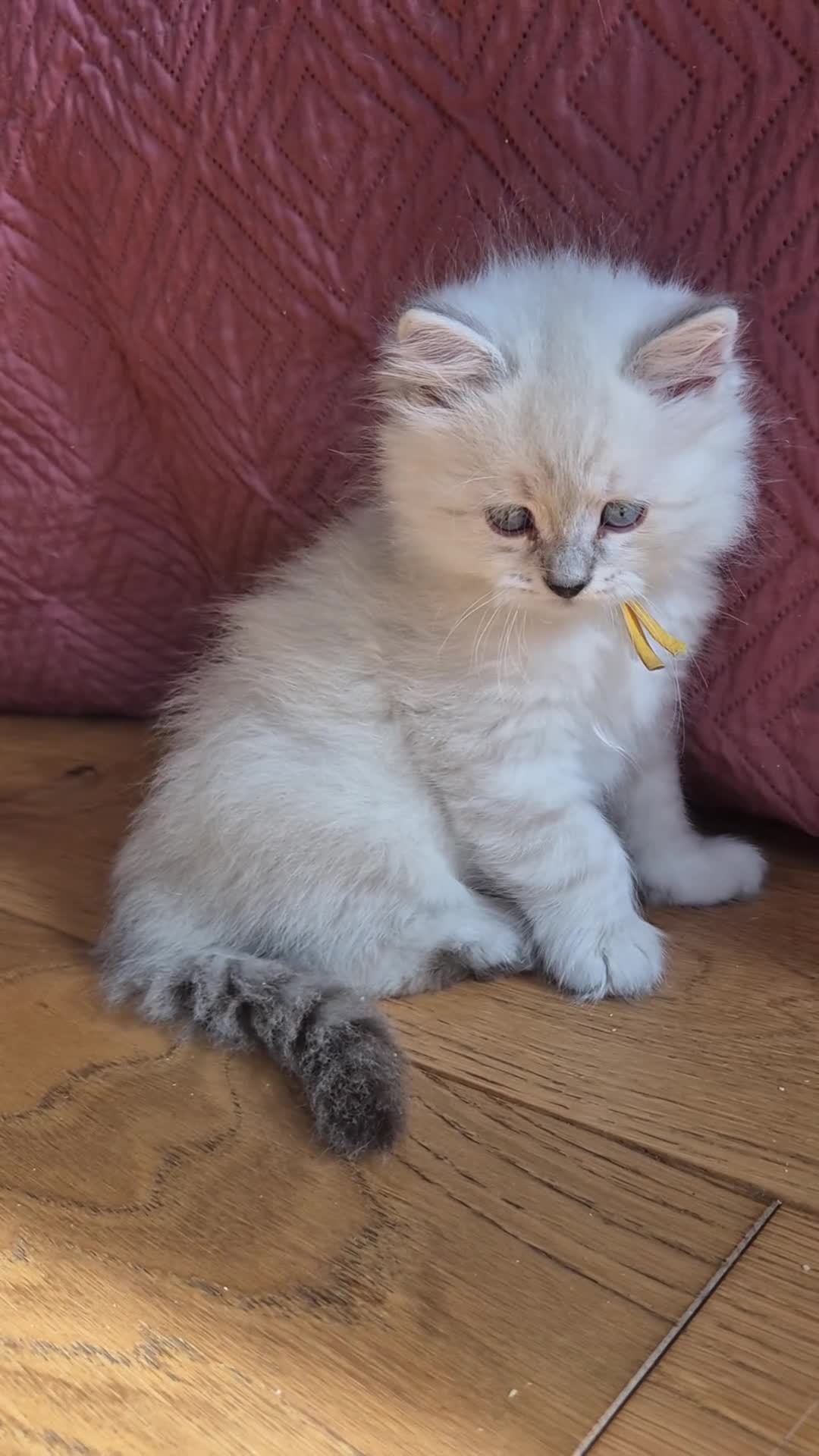 Siberian cats for sale: 1 Stunning Siberian boy ( registered) - Video 1