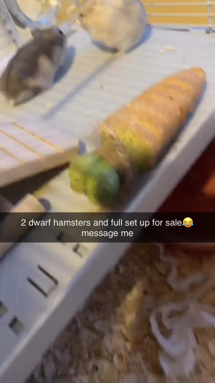 Hamster rodents for sale: 2 Russian dwarf hamsters and set up - Video 2