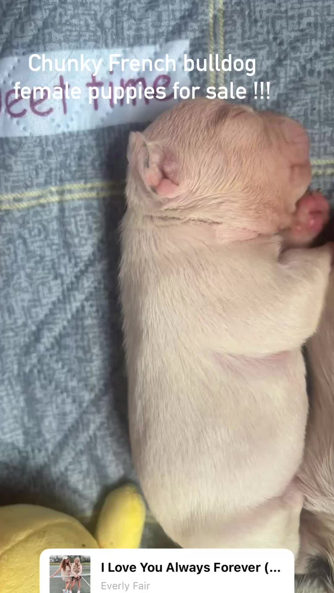 French Bulldog dogs for sale: Chunky French bulldog pups 4 girls  - Video 1