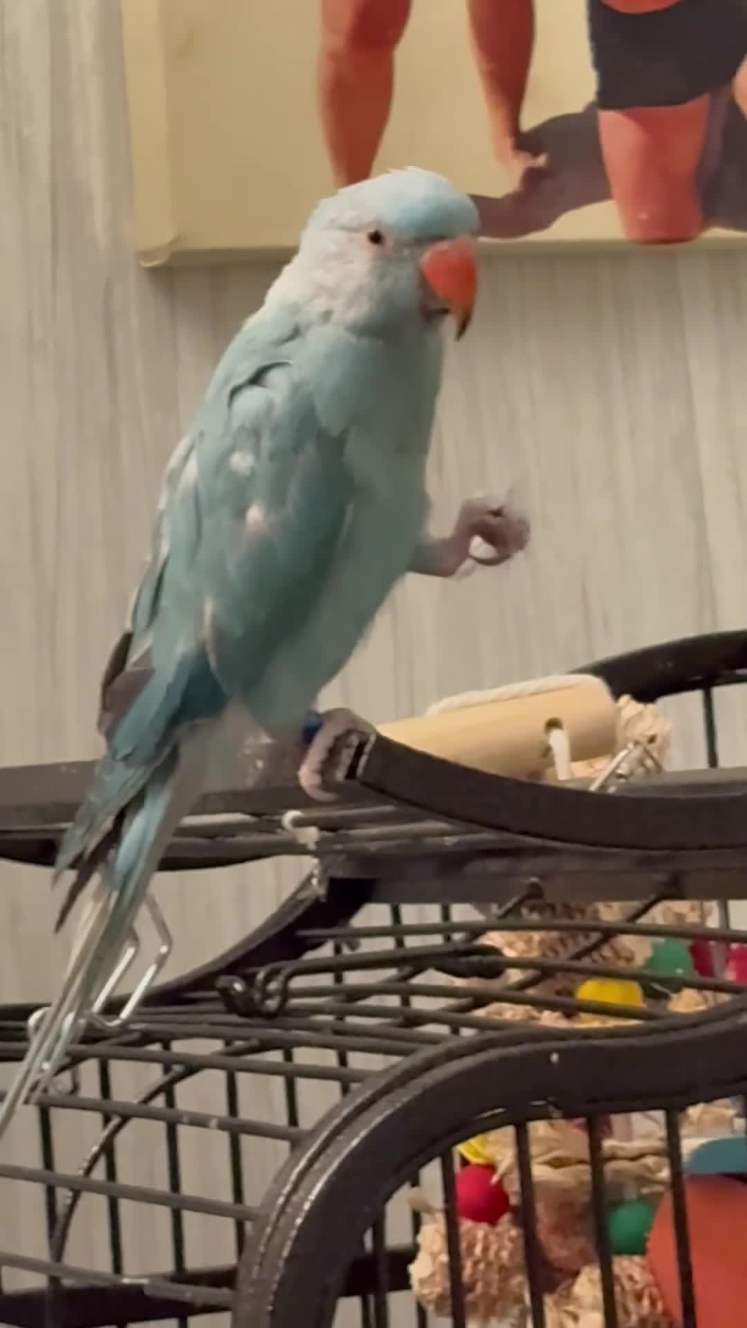 Parakeets birds for sale: Beautiful Blue Ring Neck Parakeet  - Video 1