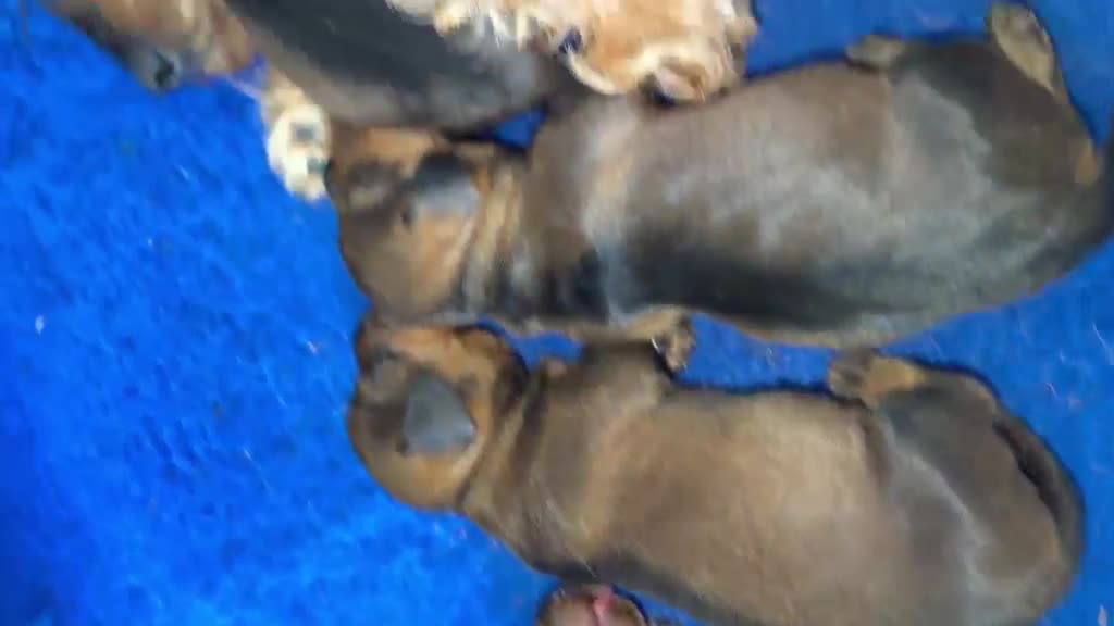 Dachshund dogs for sale: Wire Haired Dashund  - Video 4