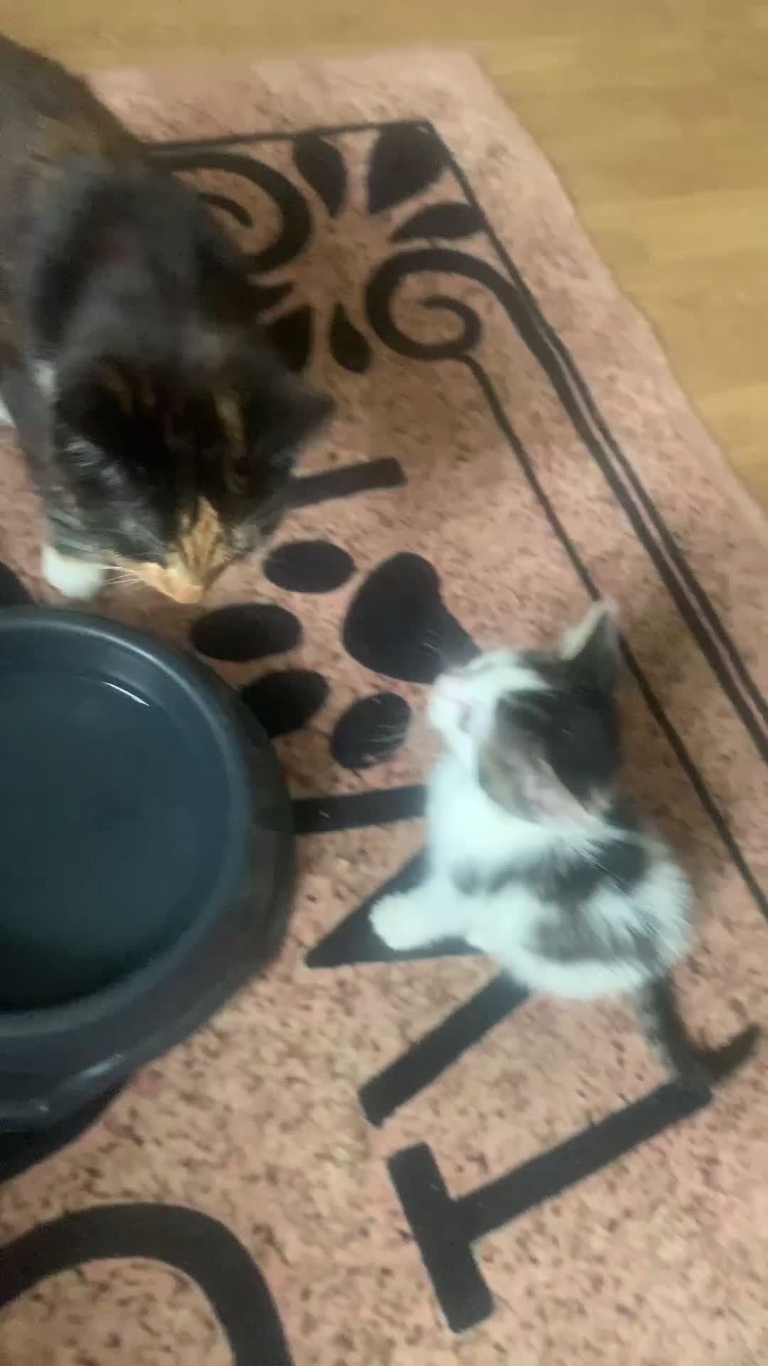 Mixed Breed cats for sale: Part maincoon part Persian kittens  in Birmingham - Video 1