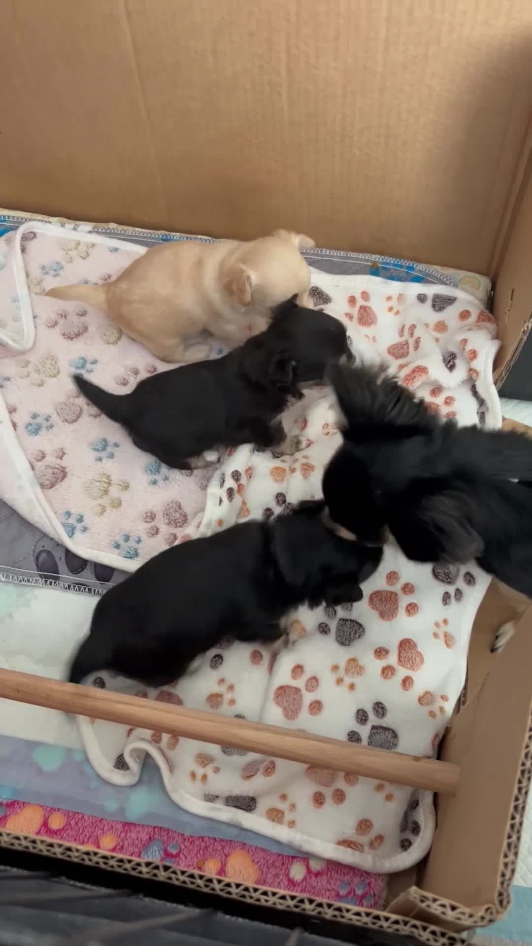 Chihuahua dogs for sale: Chihuahua pups for sale - Video 1