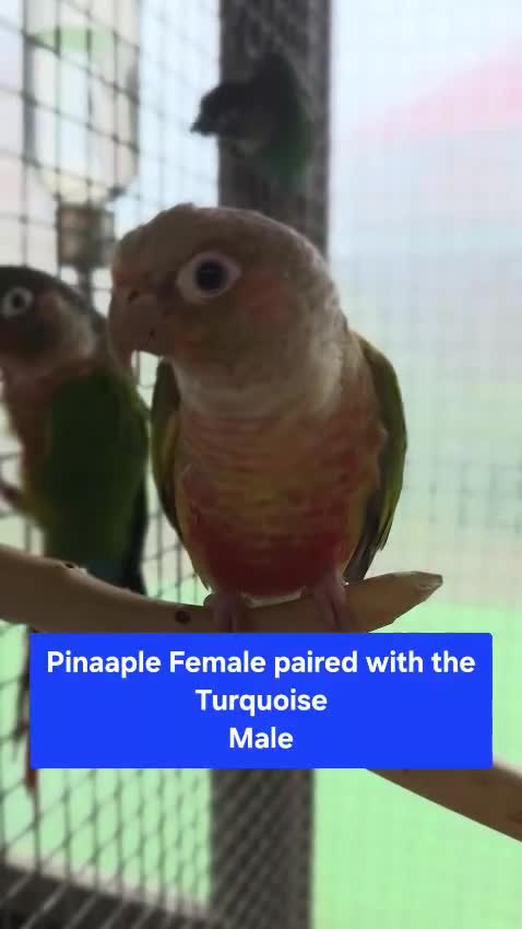 Conures birds for sale: Green Cheek conures - DNA sexed - Video 1