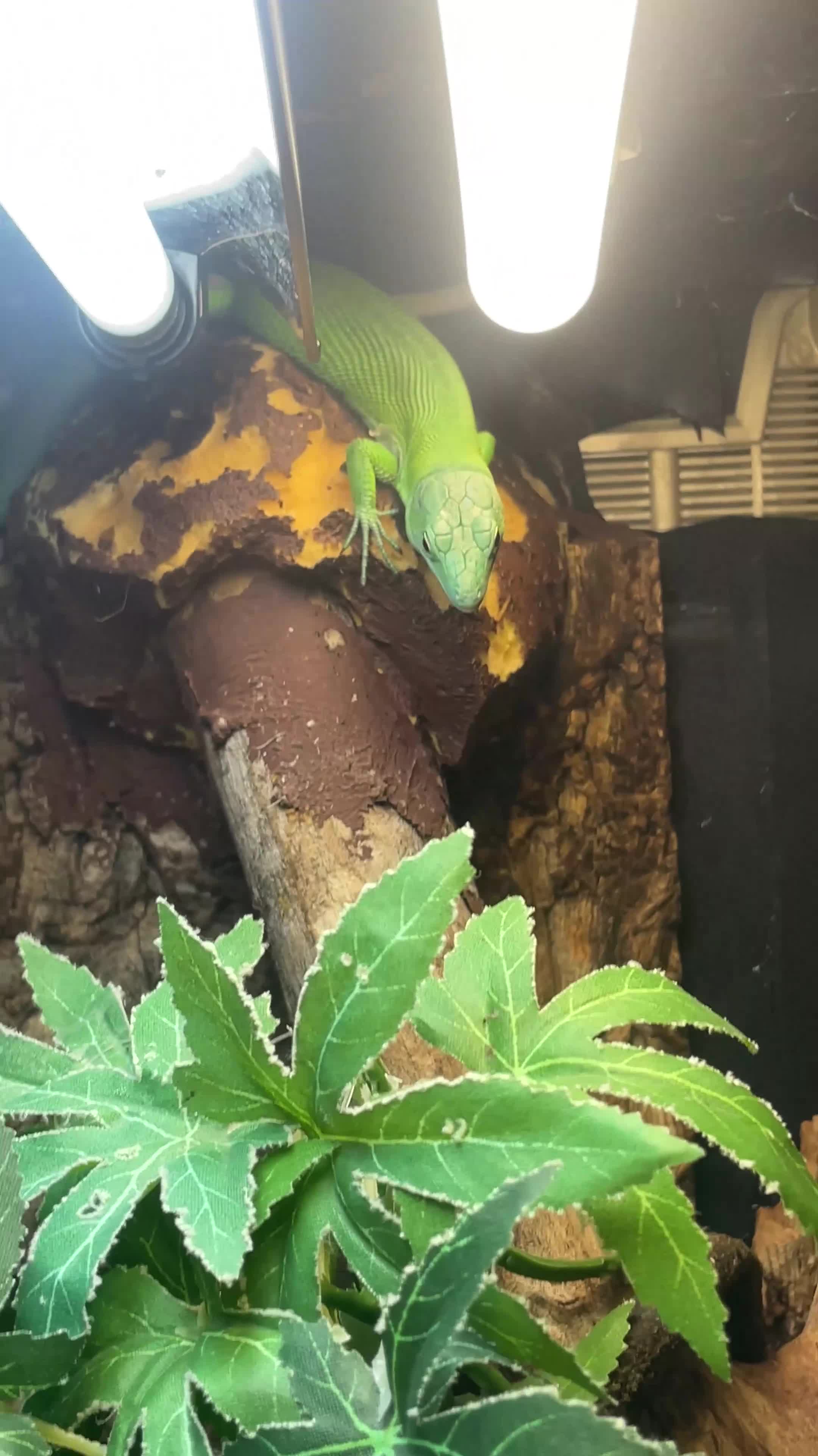 Lizard reptiles for sale: Green keel lizard full set up waterfal - Video 2