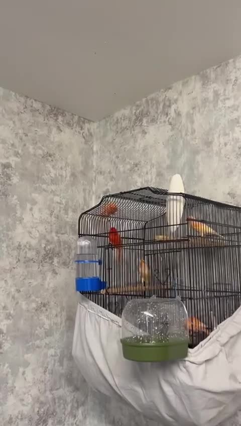 Mixed Breed birds for sale: Canaries - Video 1