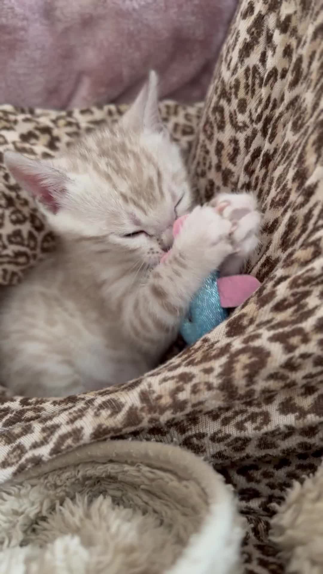 Bengal cats for sale: 💙Stunning Silver Mink Bengal TICA registered  - Video 1