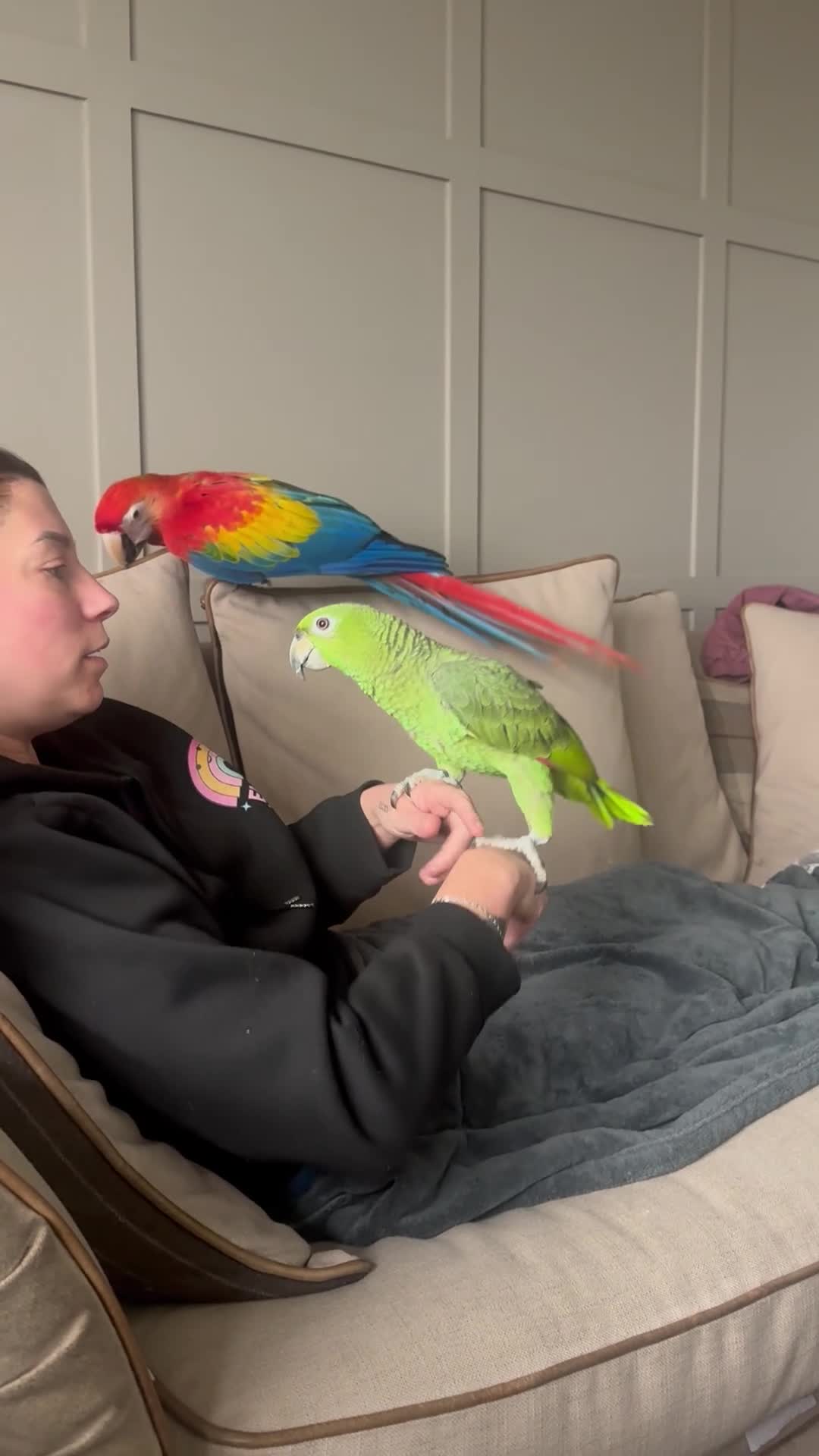 Parrots birds for sale: Extremely rare mealy x yellow crowned Amazon  - Video 1