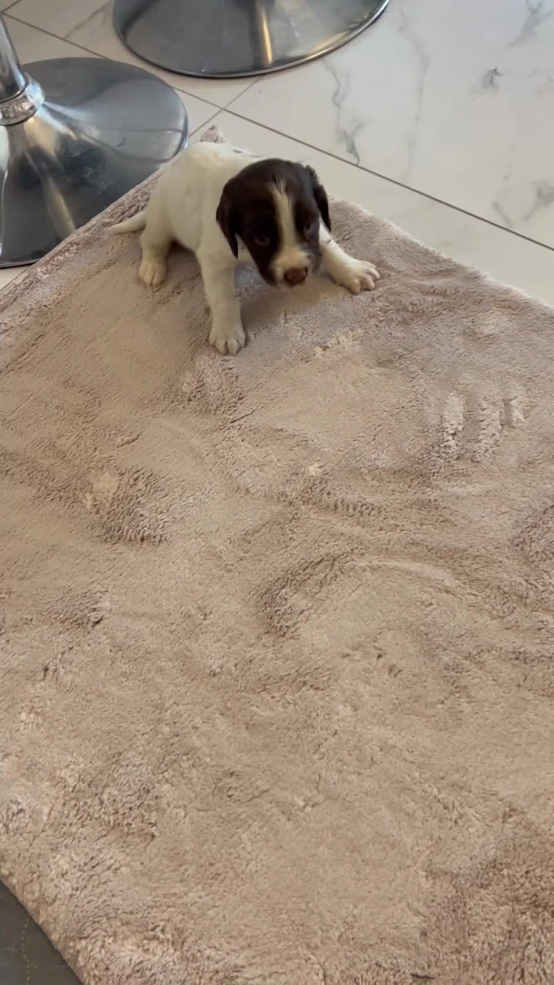English Springer Spaniel dogs for sale: KC registered Springer spaniels puppies  - Video 4