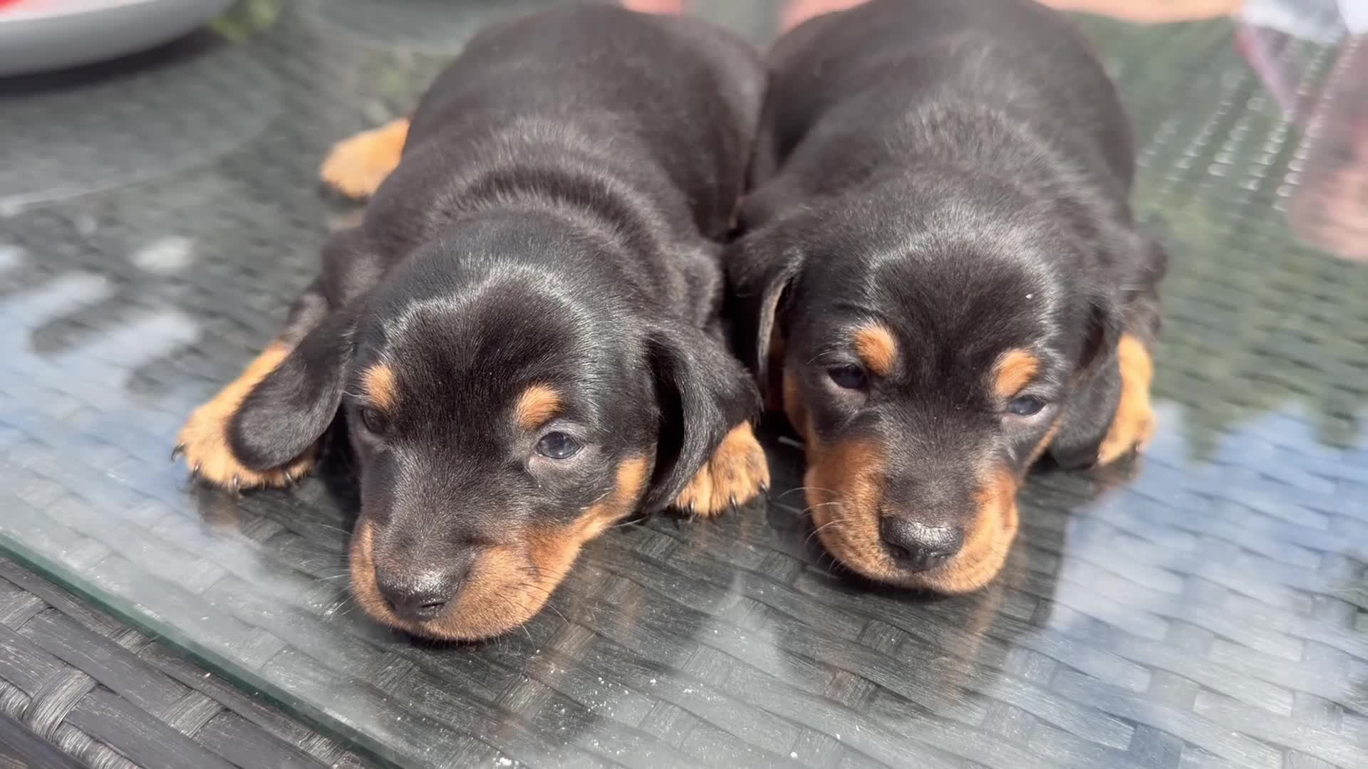 Miniature Dachshund dogs for sale: 2 Black and Tan girls  - Video 1
