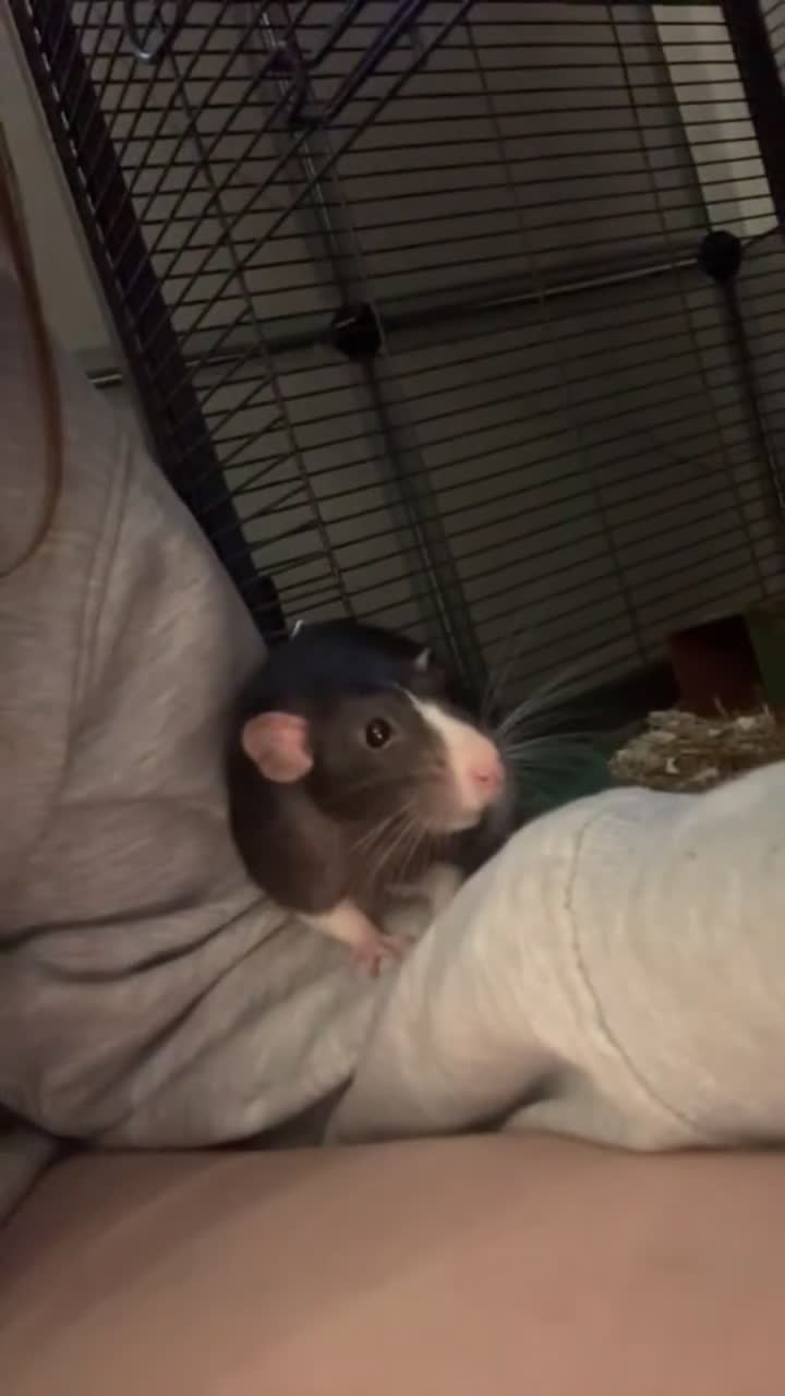 Rat rodents for sale: 2 male dumbo rats need rehoming!! - Video 2