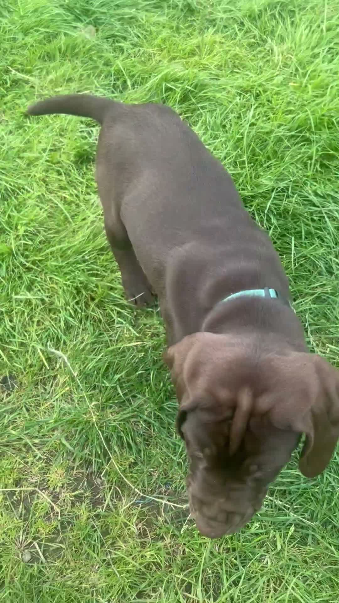 Mixed Breed dogs for sale: Hpr x lab puppies  - Video 3