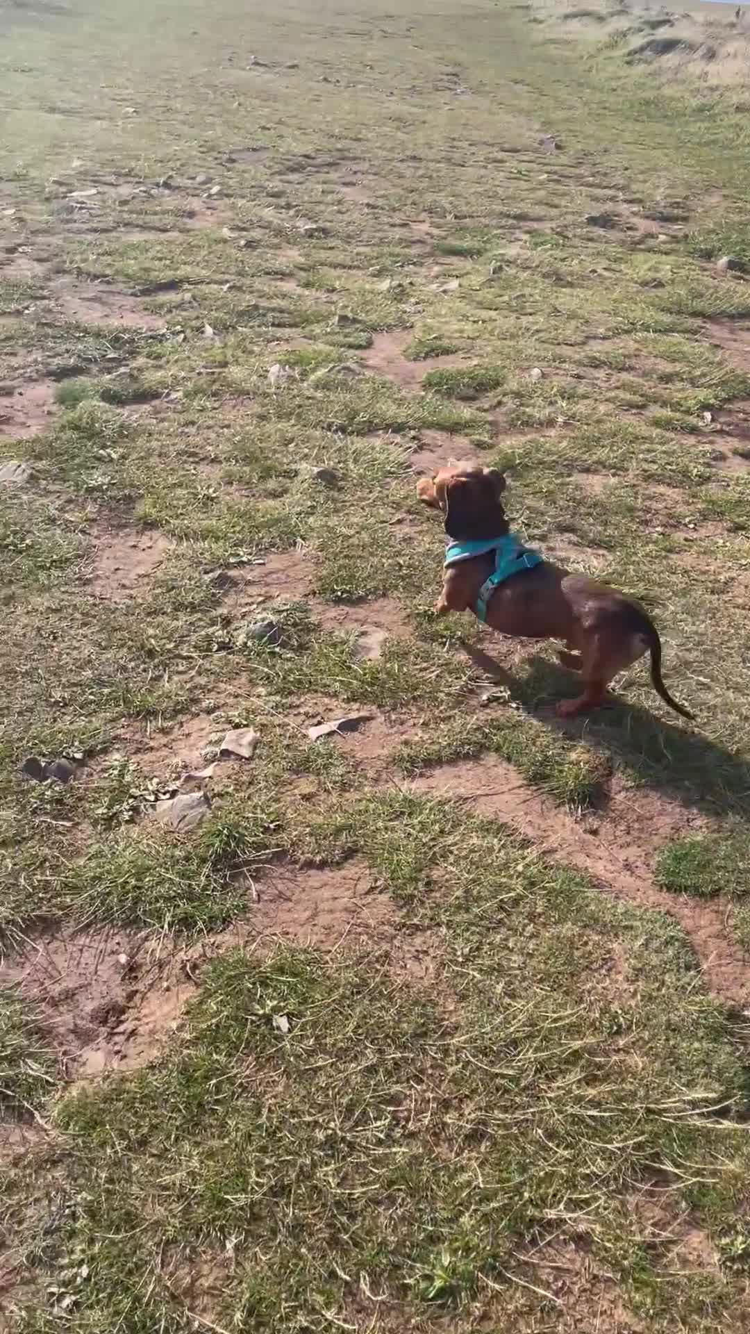 Miniature Dachshund dogs for sale: Beautiful 7 year old Dachshund needs home - Video 1