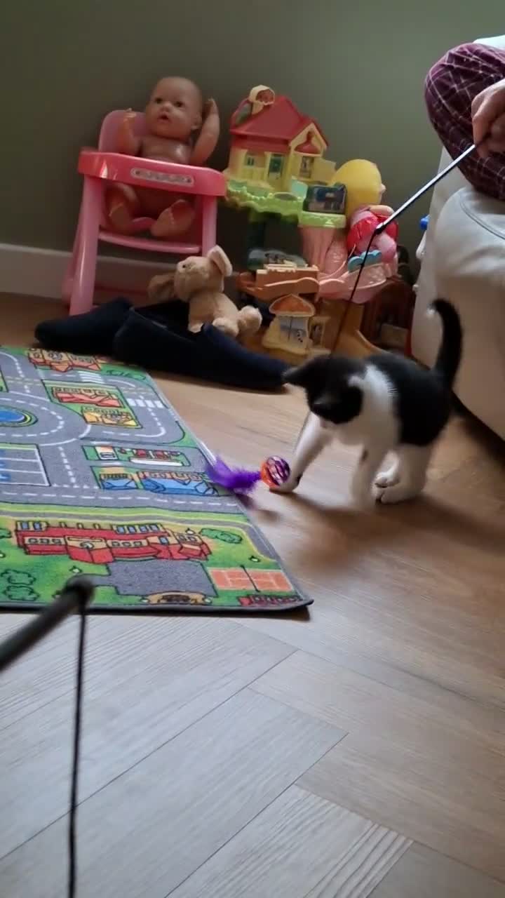 Mixed Breed cats for sale: 9 week Male kitten  in Manchester - Video 1