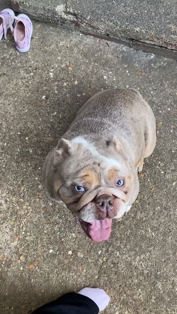 English Bulldog dogs for sale: English bulldog for sale  - Video 1