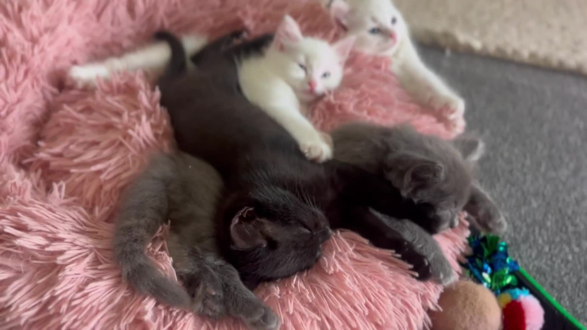 Ragdoll cats for sale: *All 4 now sold 🙏🏻 Ragdoll kittens- litter of 4  - Video 1