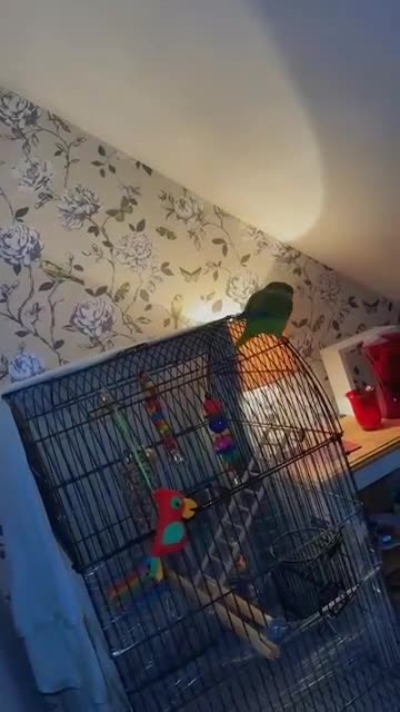 Parrots birds for sale: 3-Year-Old Green Quaker Parrot - Video 4