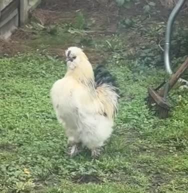 Chickens poultry for sale: 🥚 Fertile Silkie Eggs for Sale 🐔 in Upminster - Video 2