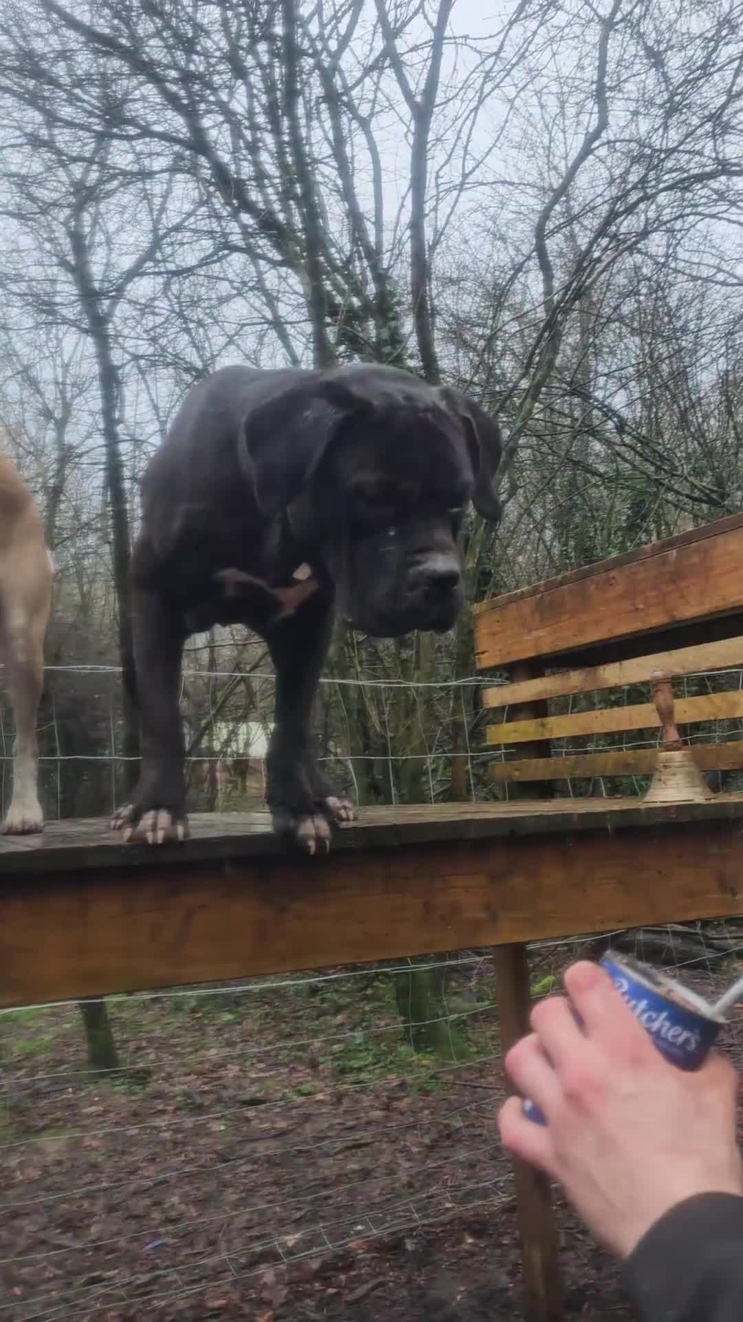 Mixed Breed dogs for sale: A Gentle Giant Looking for His Forever Home - Video 1