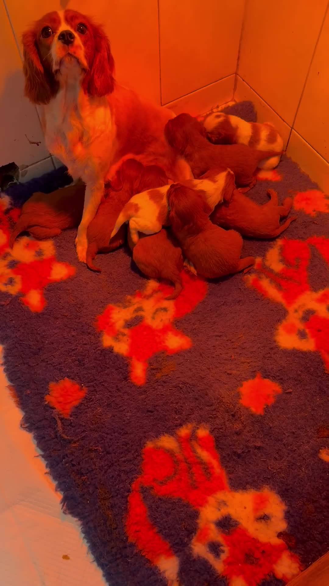 Cavalier King Charles Spaniel dogs for sale: Stunning DNA clear cavalier pups ready 2026 - Video 1