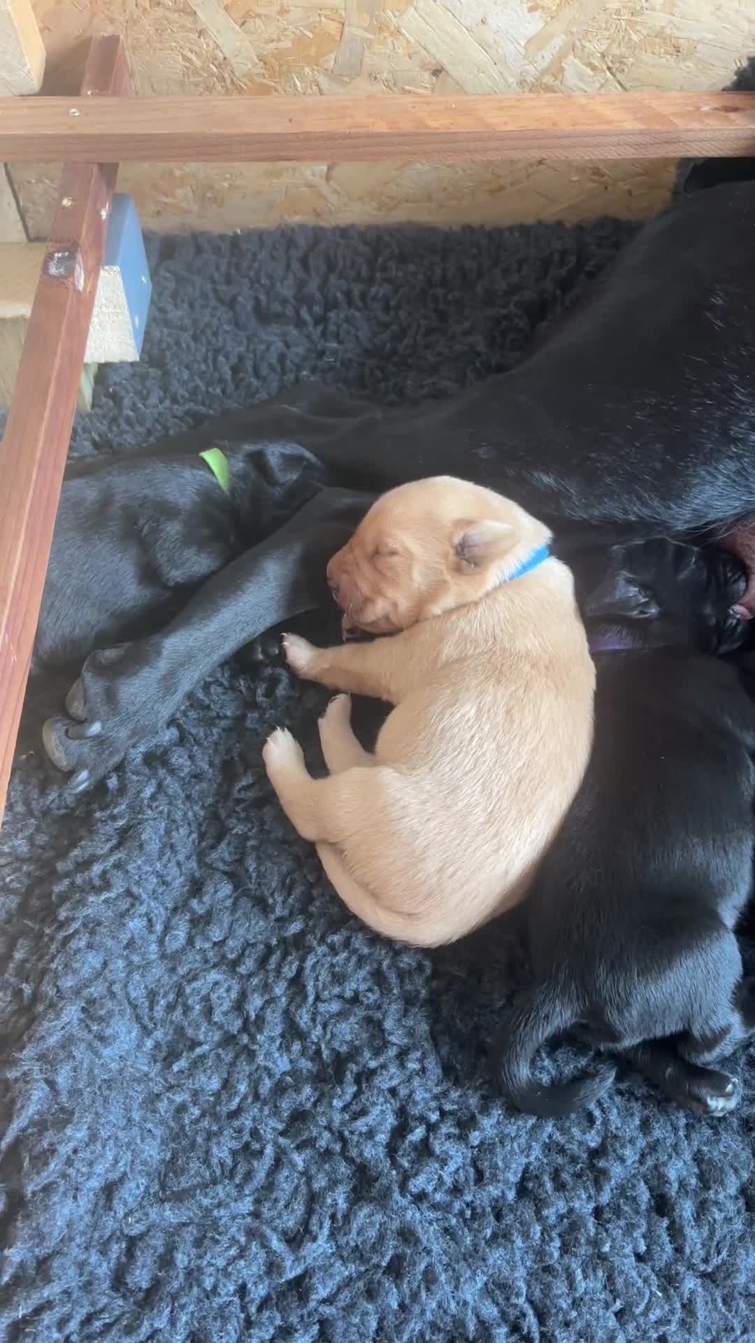 Labrador Retriever dogs for sale: Labrador puppies black and fox red for sale in Nottingham - Video 1
