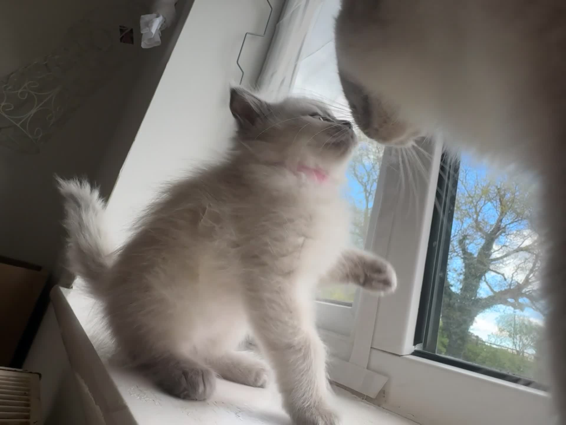 Ragdoll cats for sale: 1 male kitten ready to leave  - Video 2