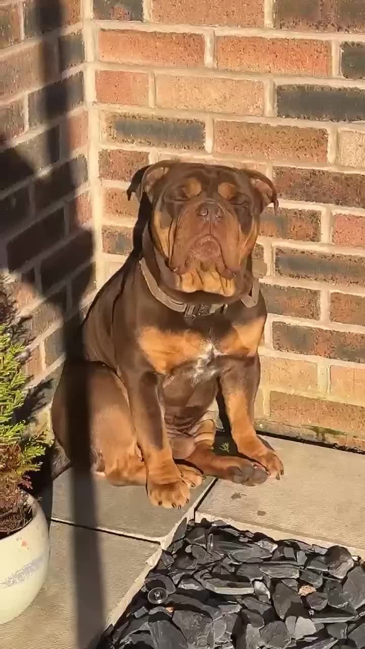 Old Tyme Bulldog dogs for stud: Stud available in Leeds - Video 1