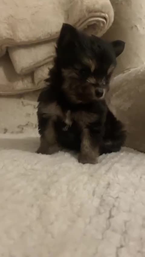 Pomeranian dogs for sale: Mini Pomeranian puppy - Video 1