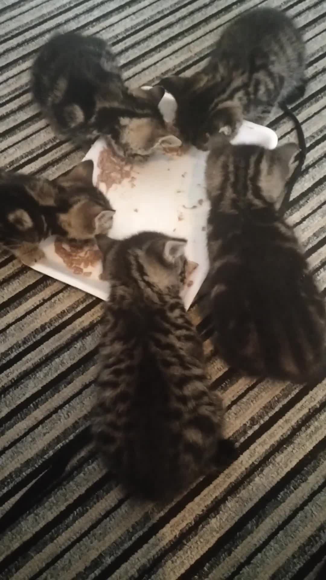 Mixed Breed cats for sale: 3 Beautiful Tabby fluffy Kittens - Video 5