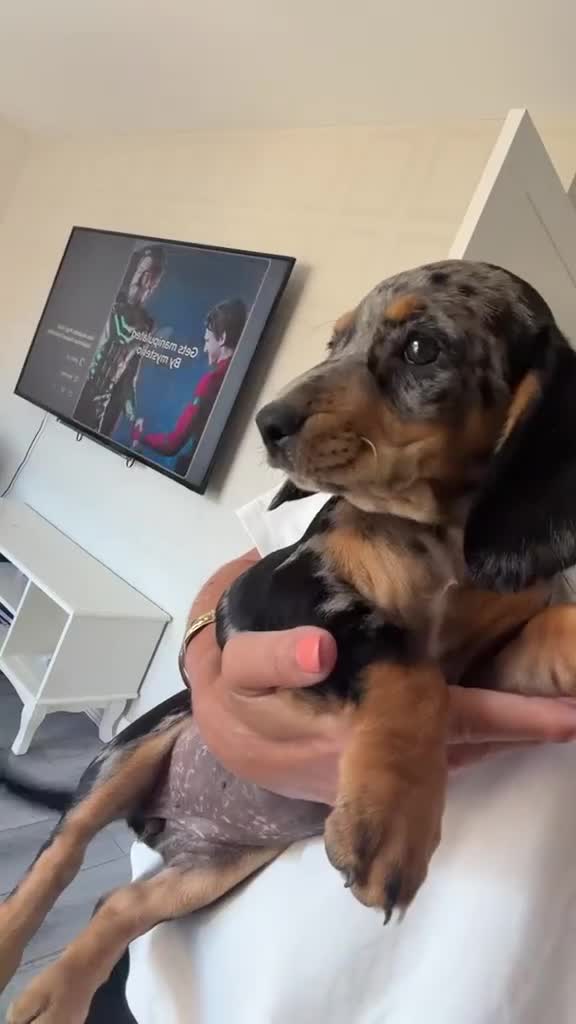 Mixed Breed dogs for sale: Ready✨F1 dockers 1 girl left due to no show  - Video 1