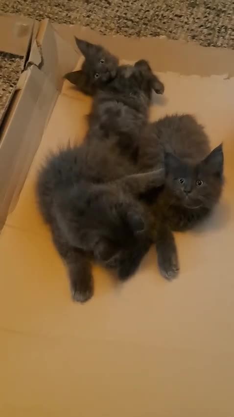 Maine Coon cats for sale: **REDUCED** PEDIGREE GCCF MAINE COON LAST ONE  - Video 1