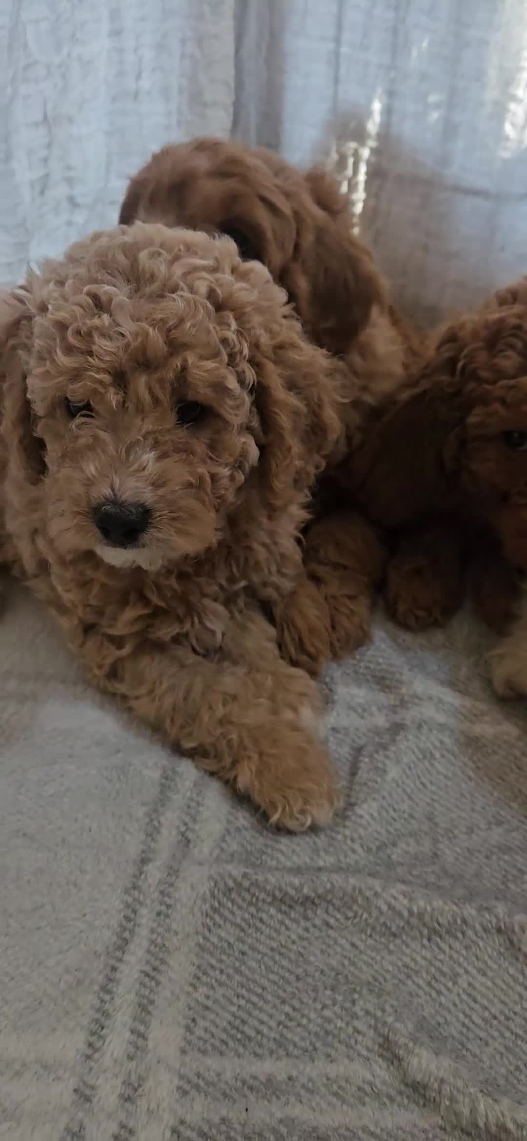 Mini Goldendoodle dogs for sale: Toy Goldendoodle Pups✨READY TO GO TO FOREVER HOMES - Video 2