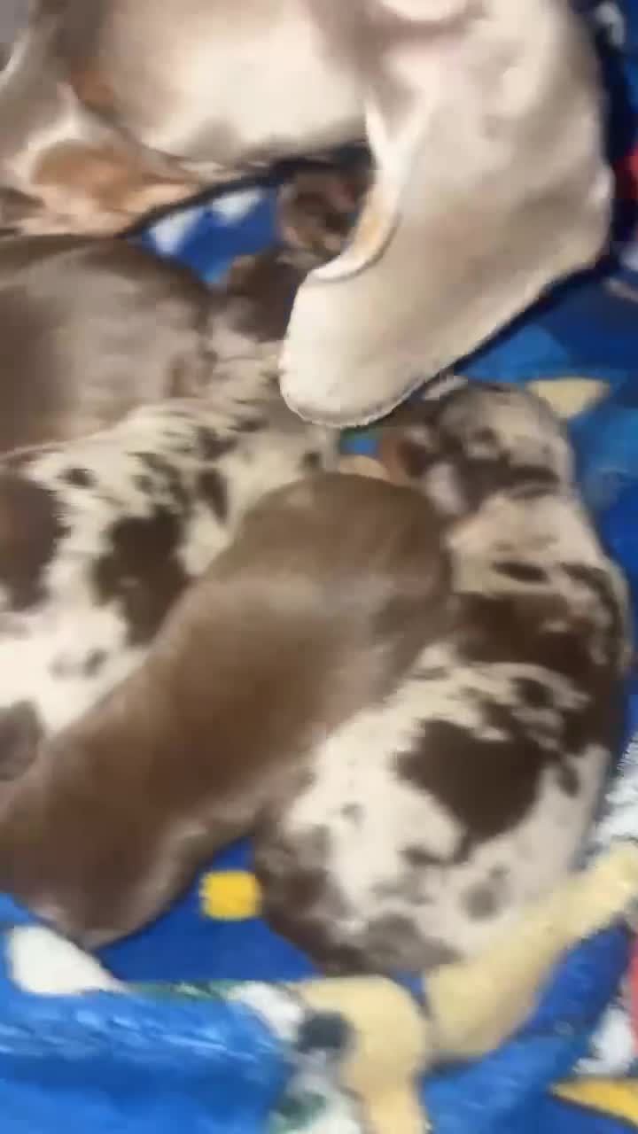 Miniature Dachshund dogs for sale: Stunning smooth haired miniature dachshund puppies - Video 1