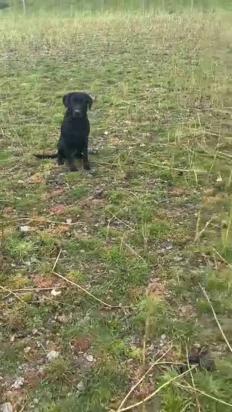 Labrador Retriever dogs for sale: 3 year old part trained black Labrador  - Video 2