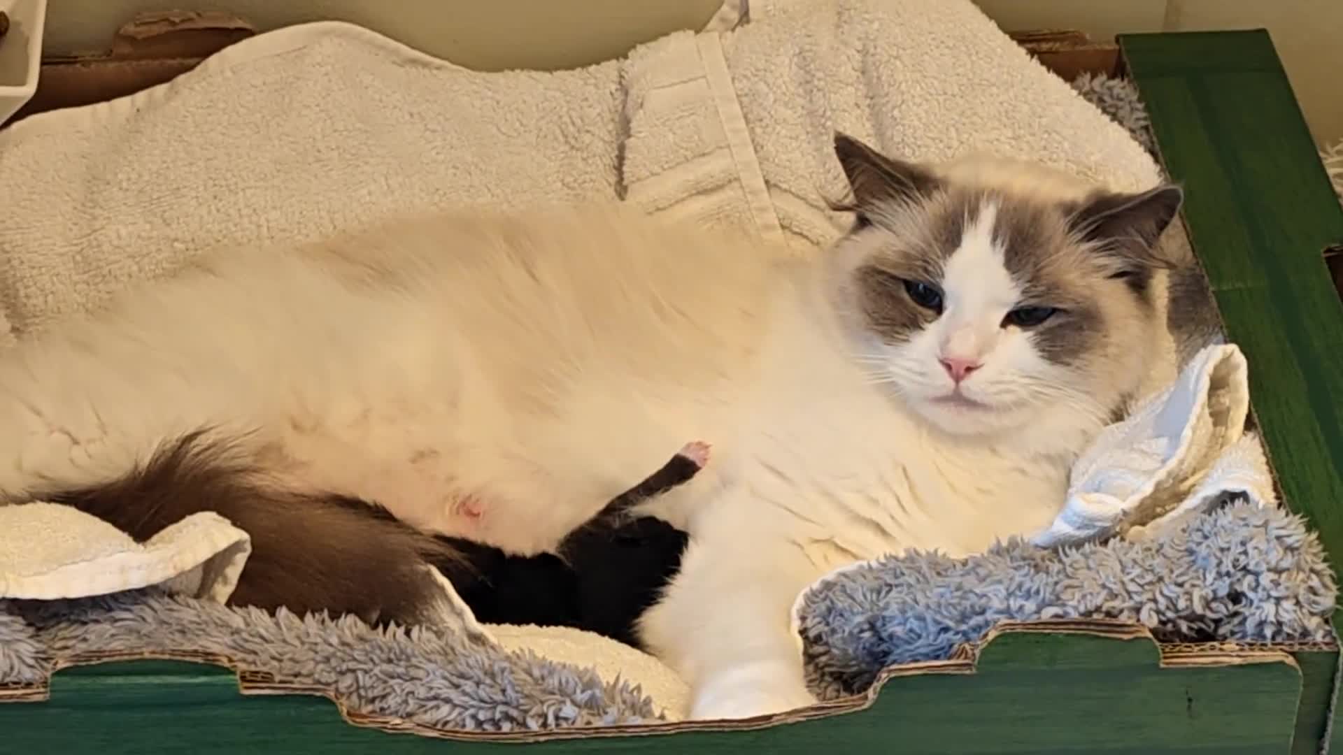 Ragdoll cats for sale: Ragdoll mix kittens  - Video 1