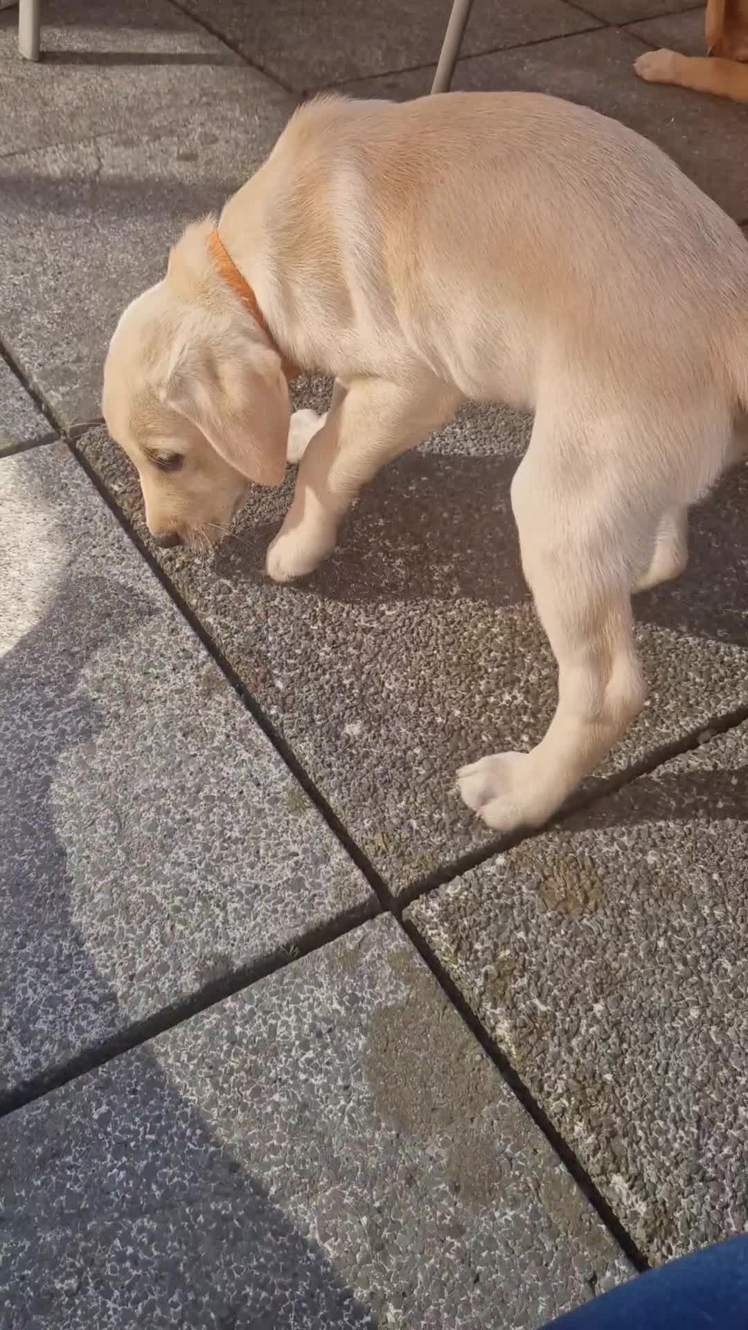 Labrador Retriever dogs for sale: ❗️REDUCED REDUCED READY TO GO❗️5 AVAILABLE in Cwmbran - Video 1