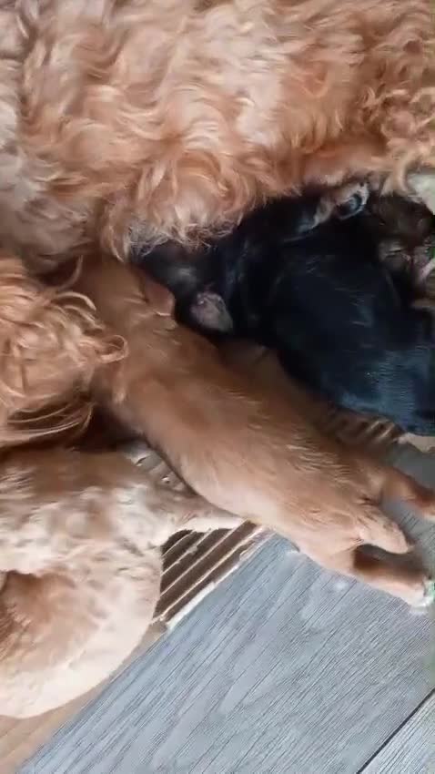Cavapoo dogs for sale:  4 beautiful puppies with unique colours! - Video 1