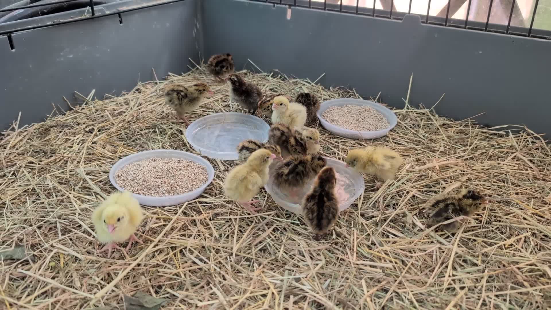 Quail poultry for sale: Quail chicks  - Video 1